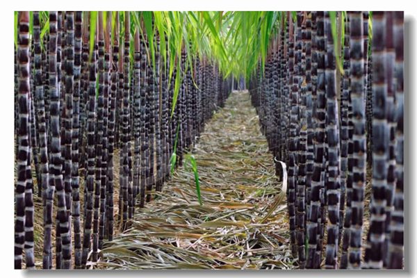 循环流化床锅炉的基本特点是什么？？？