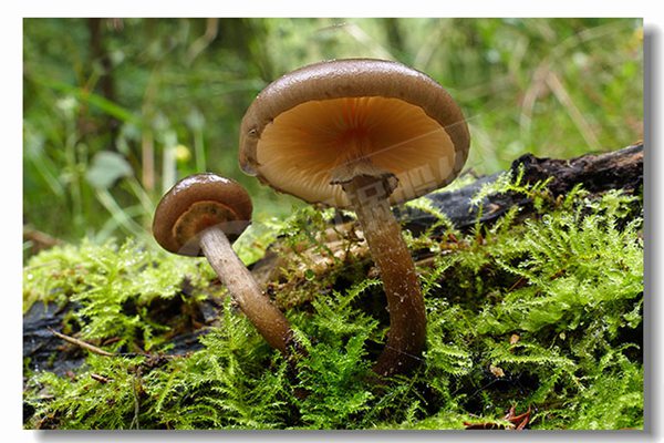 2吨天燃气热水锅炉厂商哪家性价比高？？？？