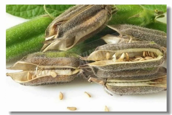 清静装置燃气热水锅炉